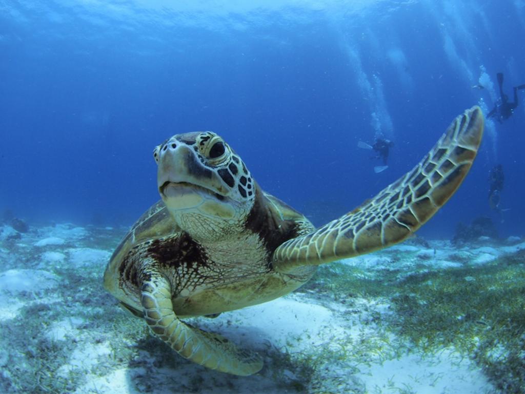 Oceanica Resort Panglao, Bohol Exterior foto Green sea turtle